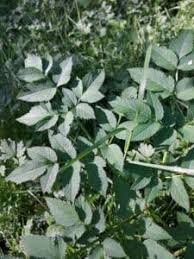 Attēlu rezultāti vaicājumam “Angelica sylvestris leaf”