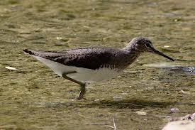 Attēlu rezultāti vaicājumam “Tringa ochropus”