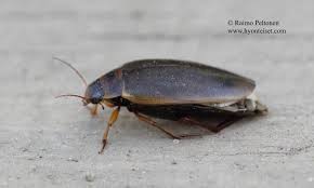 Attēlu rezultāti vaicājumam “Colymbetes striatus”