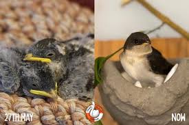 Attēlu rezultāti vaicājumam “Delichon urbicum nest”