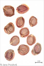 Attēlu rezultāti vaicājumam “Berteroa incana fruit”