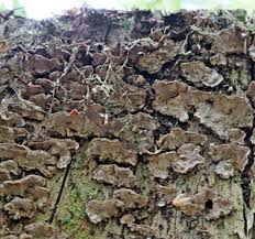 Attēlu rezultāti vaicājumam “Laurilia sulcata”