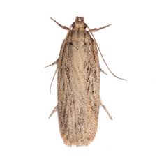 Attēlu rezultāti vaicājumam “Nyctegretis lineana”