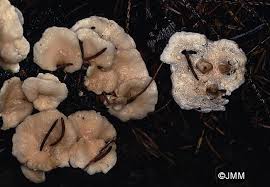 Attēlu rezultāti vaicājumam “Sistotrema confluens”