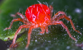 Attēlu rezultāti vaicājumam “Acari”