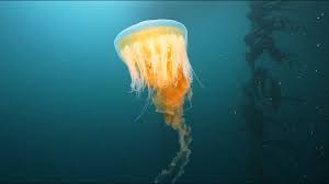 Image result for Phacellophora camtschatica