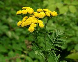 Image result for Tanacetum vulgare