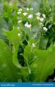 Attēlu rezultāti vaicājumam “Armoracia rusticana”