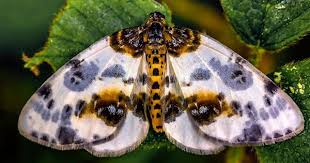 Attēlu rezultāti vaicājumam “Abraxas sylvata”