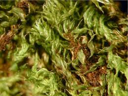 Attēlu rezultāti vaicājumam “Bryum moravicum”