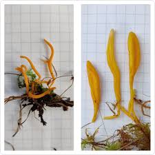 Attēlu rezultāti vaicājumam “Helodium blandowii sporophyte”