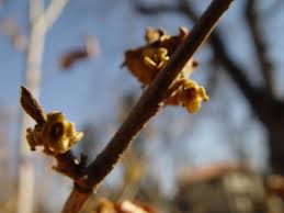Attēlu rezultāti vaicājumam “Hamamelis virginiana bud”