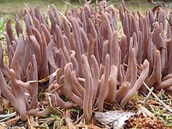 Attēlu rezultāti vaicājumam “Clavulina amethystina”