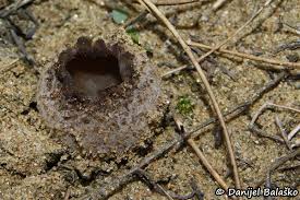 Attēlu rezultāti vaicājumam “Peziza ammophila”