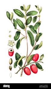 Attēlu rezultāti vaicājumam “Valeriana officinalis fruit”