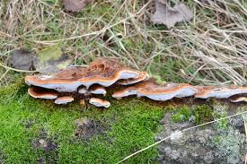 Attēlu rezultāti vaicājumam “Inonotus rheades”