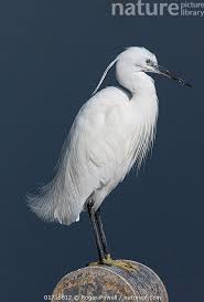 Image result for Egretta garzetta