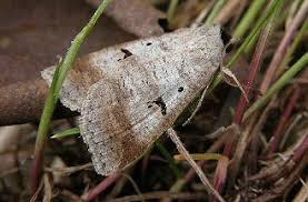 Attēlu rezultāti vaicājumam “Lygephila pastinum”