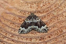 Attēlu rezultāti vaicājumam “Lampropteryx suffumata”