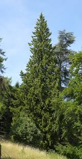Attēlu rezultāti vaicājumam “Thuja plicata”