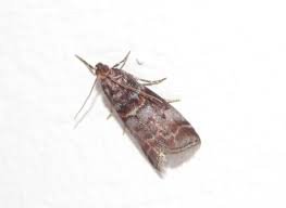 Attēlu rezultāti vaicājumam “Acrobasis advenella”