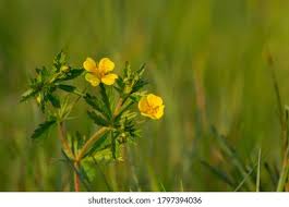 Attēlu rezultāti vaicājumam “Potentilla erecta flower”