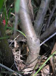 Attēlu rezultāti vaicājumam “Aronia melanocarpa bud”