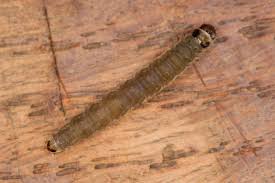 Attēlu rezultāti vaicājumam “Lozotaenia forsterana”