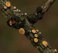 Attēlu rezultāti vaicājumam “Lachnellula willkommii”