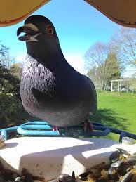 Image result for Abbeyton & Broomfield Racing Pigeons