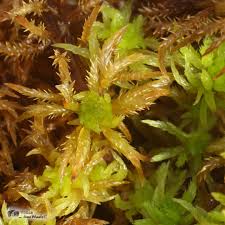 Attēlu rezultāti vaicājumam “Sphagnum squarrosum”