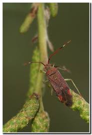 Attēlu rezultāti vaicājumam “Pantilius tunicatus”