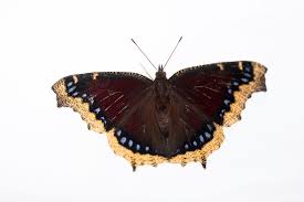 Attēlu rezultāti vaicājumam “Pantilius tunicatus imago”