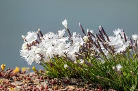Attēlu rezultāti vaicājumam “Dianthus arenarius bud”