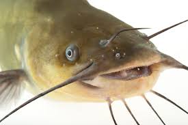 Image result for Ameiurus melas