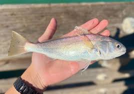 Image result for Menticirrhus americanus