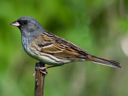 Image result for Emberiza spodocephala