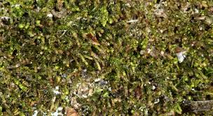 Attēlu rezultāti vaicājumam “Barbilophozia attenuata”