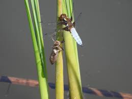 Attēlu rezultāti vaicājumam “Scardia boletella exuvia”