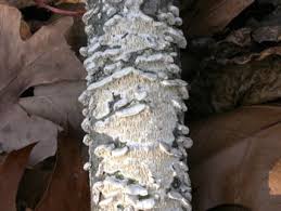 Attēlu rezultāti vaicājumam “Irpex lacteus”