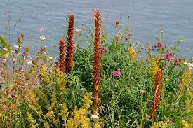 Attēlu rezultāti vaicājumam “Orobanche elatior”