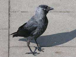 Attēlu rezultāti vaicājumam “Corvus monedula”