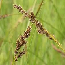 Attēlu rezultāti vaicājumam “Carex appropinquata fruit”