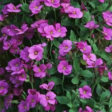 Attēlu rezultāti vaicājumam “Aubrieta deltoidea leaf”