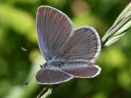 Attēlu rezultāti vaicājumam “Cupido minimus female”