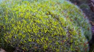 Attēlu rezultāti vaicājumam “Grimmia pulvinata sporophyte”