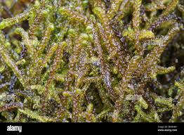 Attēlu rezultāti vaicājumam “Scorpidium cossonii”