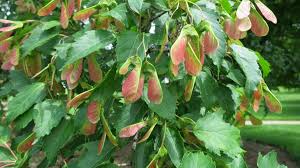 Attēlu rezultāti vaicājumam “Acer tataricum subsp. ginnala fruit”