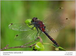 Attēlu rezultāti vaicājumam “Leucorrhinia rubicunda”