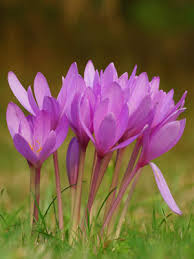 Attēlu rezultāti vaicājumam “Colchicum autumnale flower”